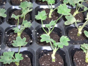 Посадка, пересадка, размножение... Pelargonium-cuttings02-300x225