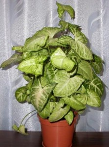 singonium