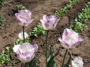 DSCF1452