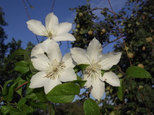 DSCF0659