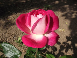 DSCF0993