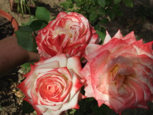 DSCF0994