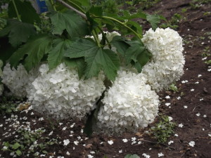 DSCF1508