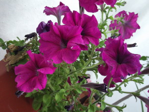 DSCF1595