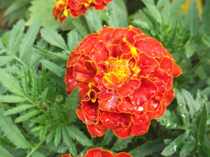 DSCF1601