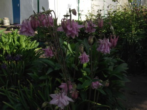 DSCF2079