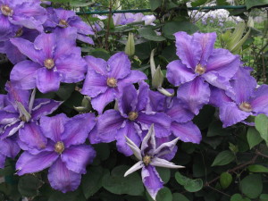 DSCF2125