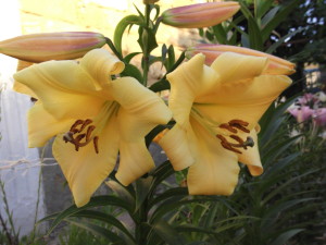 DSCF2380