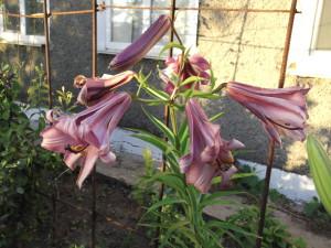 DSCF2388