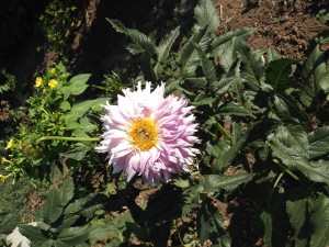 DSCF2437