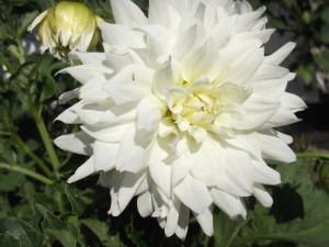 DSCF2447