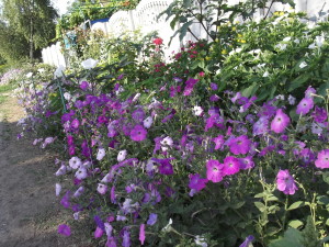 DSCF2464