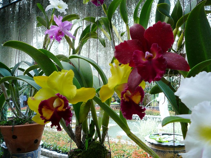 Как правильно ухаживать за орхидеей? Полезные советы.